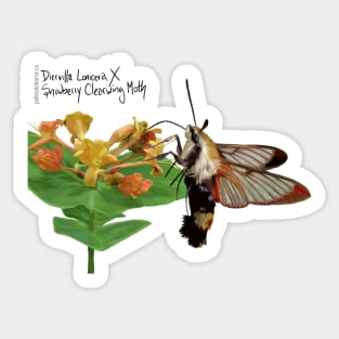 Snowberry Clearwing X Diervilla Lonicera Sticker